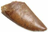 Serrated Raptor Tooth - Real Dinosaur Tooth #376501-1